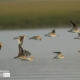 Terek Sandpiper, by Saniar Rahman Rahul