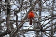 Red Robin in Central Park, by Des Brownlie