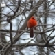 Red Robin in Central Park, by Des Brownlie