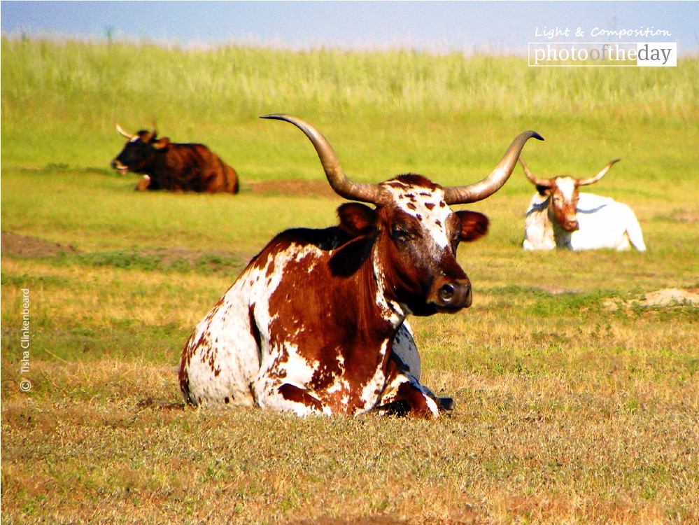 Longhorn, by Tisha Clinkenbeard