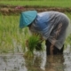 A Laotian Farmer, by Ryszard Wierzbicki