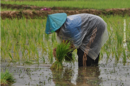 A Laotian Farmer, by Ryszard Wierzbicki