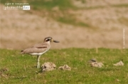 The Great Thick Knee, by Saniar Rahman Rahul