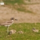 The Great Thick Knee, by Saniar Rahman Rahul