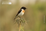 Male White Tailed Stonchat, by Saniar Rahman Rahul