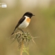 Male White Tailed Stonchat, by Saniar Rahman Rahul