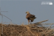 Long-legged Buzzard, by Saniar Rahman Rahul