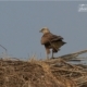 Long-legged Buzzard, by Saniar Rahman Rahul