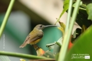 Male Little Spiderhunter, by Saniar Rahman Rahul