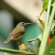 Male Little Spiderhunter, by Saniar Rahman Rahul