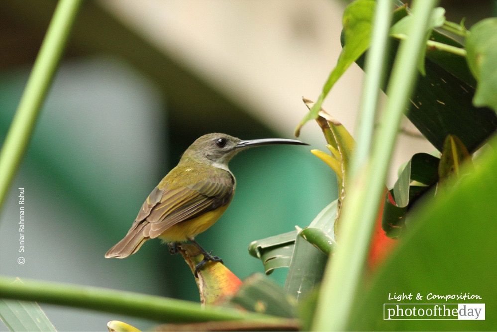 Male Little Spiderhunter, by Saniar Rahman Rahul