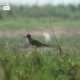 Grey Headed Lapwing, by Saniar Rahman Rahul