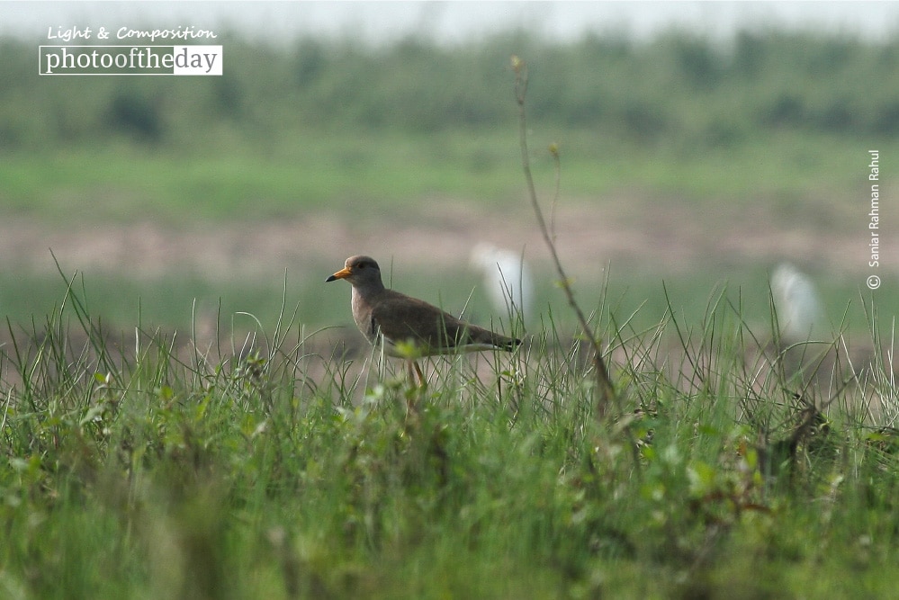 Grey Headed Lapwing, by Saniar Rahman Rahul