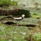 Pheasant-tailed Jacana, by Saniar Rahman Rahul