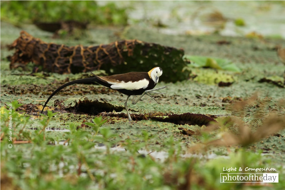 Pheasant-tailed Jacana, by Saniar Rahman Rahul