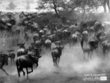 Serengeti Wildebeest Migration, by Martin Meyer