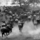 Serengeti Wildebeest Migration, by Martin Meyer