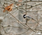 Chickadee in the Fall, by Tisha Clinkenbeard