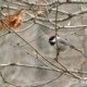 Chickadee in the Fall, by Tisha Clinkenbeard