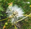 Dandelion in the Wind, by Tisha Clinkenbeard