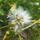 Dandelion in the Wind, by Tisha Clinkenbeard