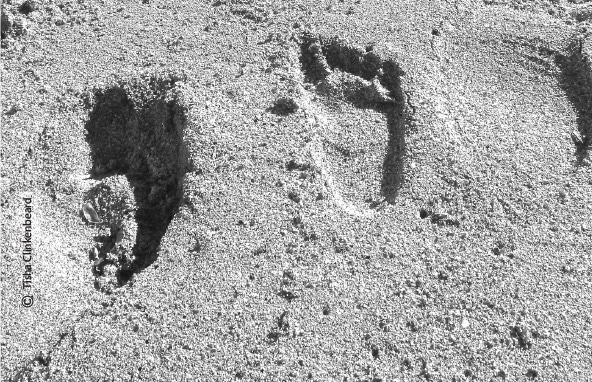 Footprints in the Sand, by Tisha Clinkenbeard