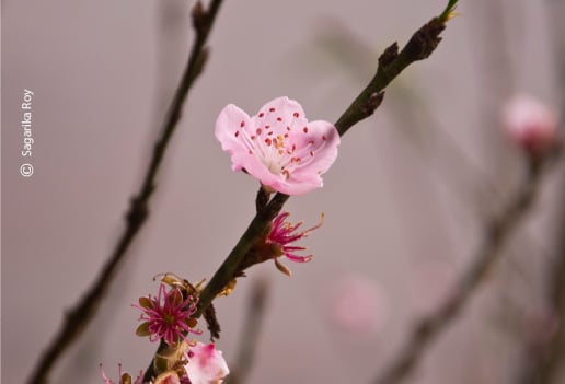 Beauty in the Mist, by Sagarika Roy