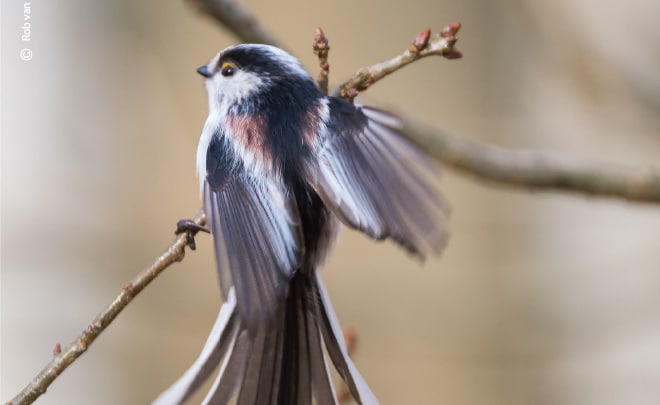 Long Tail Tit Showing Its Colors and Feathers, by Rob van der Waal