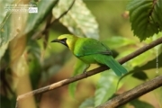 Golden-fronted Leafbird, by Saniar Rahman Rahul