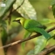 Golden-fronted Leafbird, by Saniar Rahman Rahul