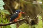 The Blue-eared Kingfisher, by Saniar Rahman Rahul