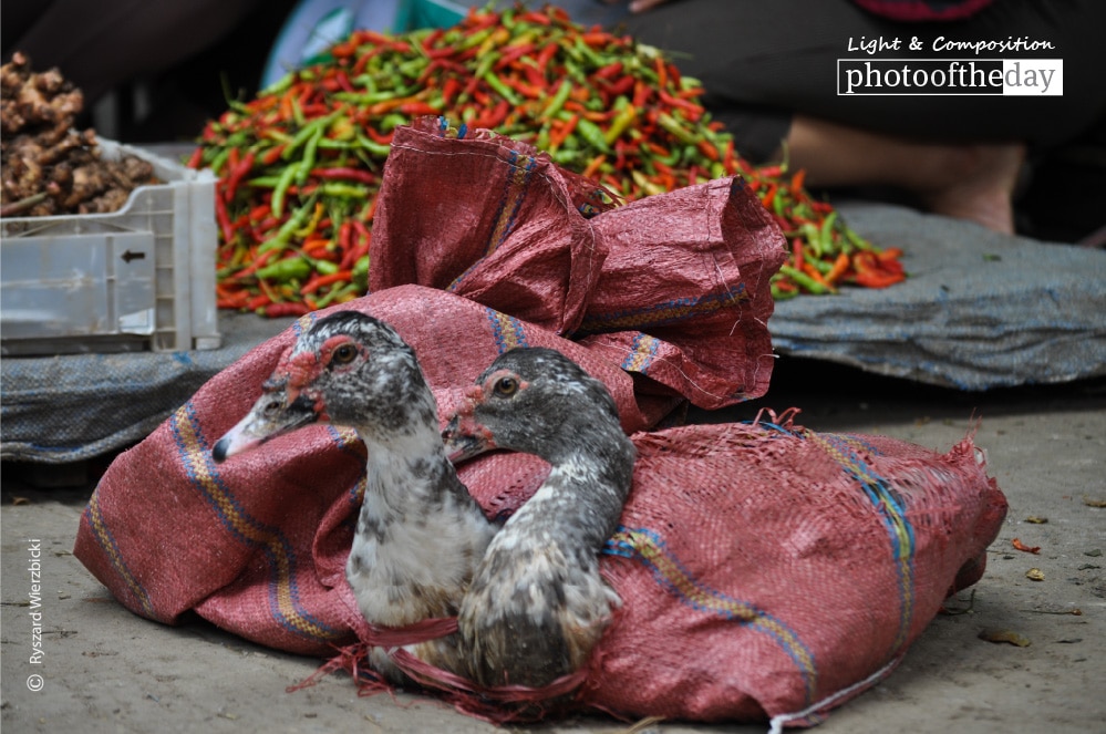 Poultry for Sale, by Ryszard Wierzbicki