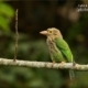 The Lineated Barbet, by Saniar Rahman Rahul