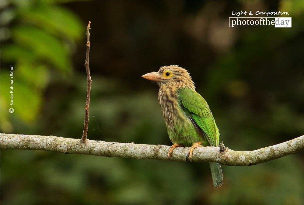 The Lineated Barbet, by Saniar Rahman Rahul