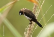 White-rumped Munia, by Saniar Rahman Rahul