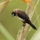 White-rumped Munia, by Saniar Rahman Rahul