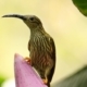 Streaked Spiderhunter, by Saniar Rahman Rahul