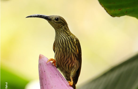 Streaked Spiderhunter, by Saniar Rahman Rahul