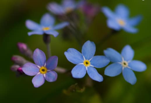 Forget-me-nots, by Ola Cedell