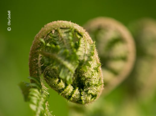 Fern in Spring, by Ola Cedell