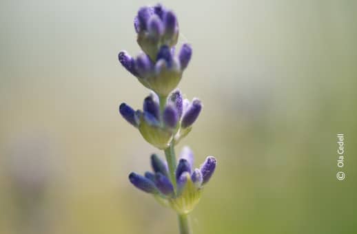 Lavender, by Ola Cedell