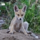 Red Fox in Diyarbakir, by Mehmet Masum