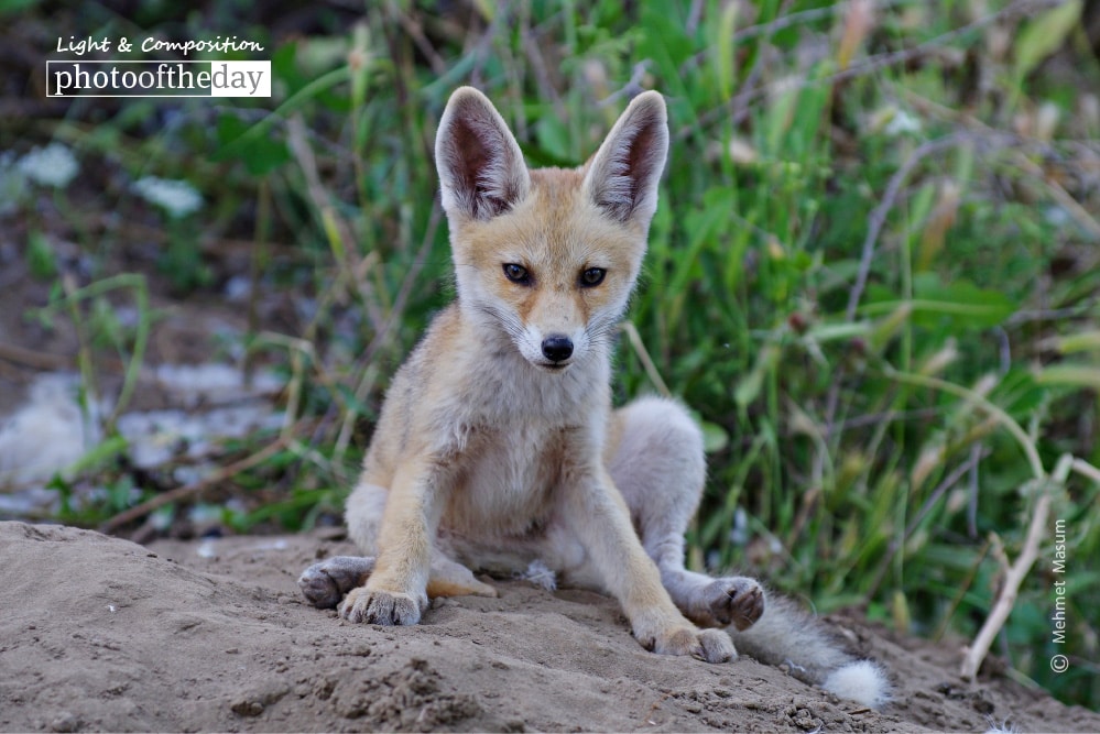 Red Fox in Diyarbakir, by Mehmet Masum