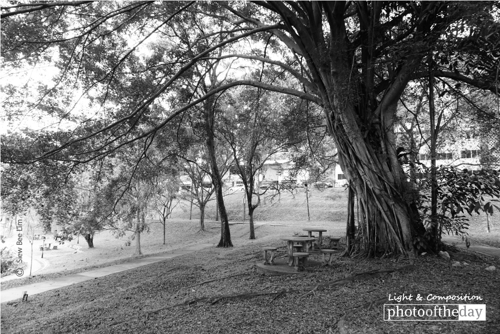 An Old Tree, by Siew Bee Lim