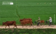 A Road by the Rice Field, by Ryszard Wierzbicki