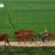 A Road by the Rice Field, by Ryszard Wierzbicki