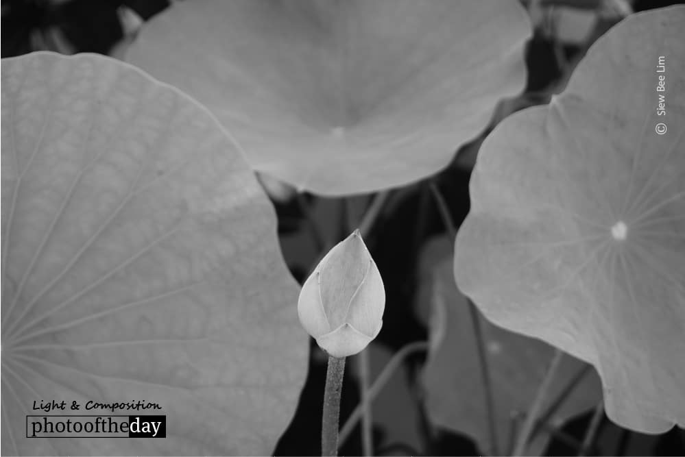 Lotus Leaves, by Siew Bee Lim