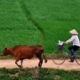 A Cyclist, a Cow, and the Green Field, by Ryszard Wierzbicki