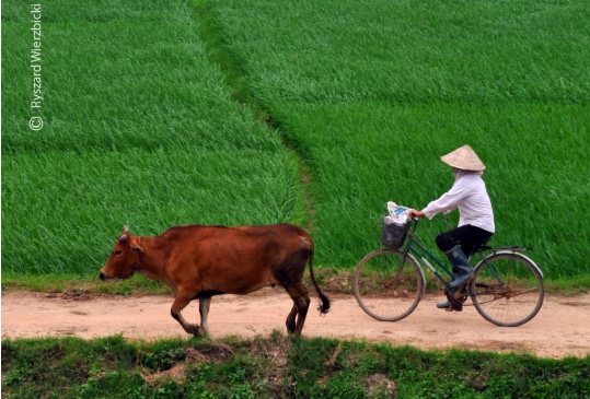 A Cyclist, a Cow, and the Green Field, by Ryszard Wierzbicki