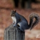 A Squirrel on the Post, by Thomas Vasas